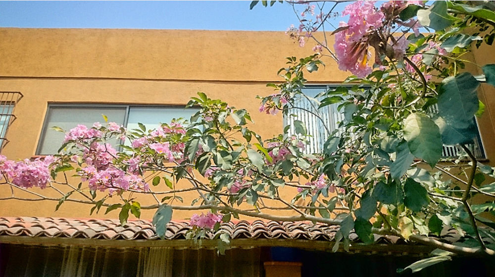 Orchidelirium Casa Hotel&Salud Estética Cuernavaca Extérieur photo